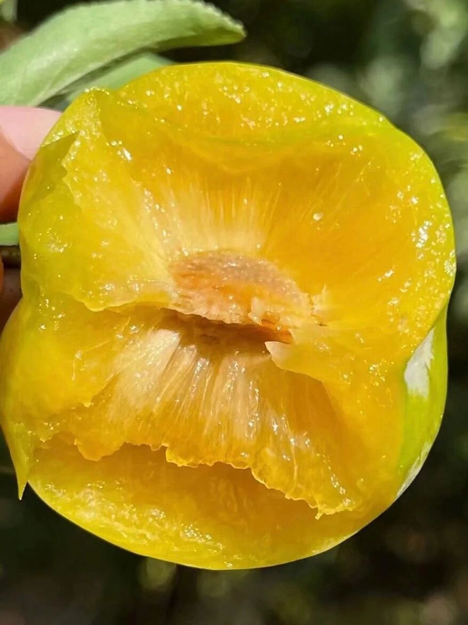 正宗贵州六马蜂糖李,即将迎来成熟期,小编家是最早成熟的一批果子!