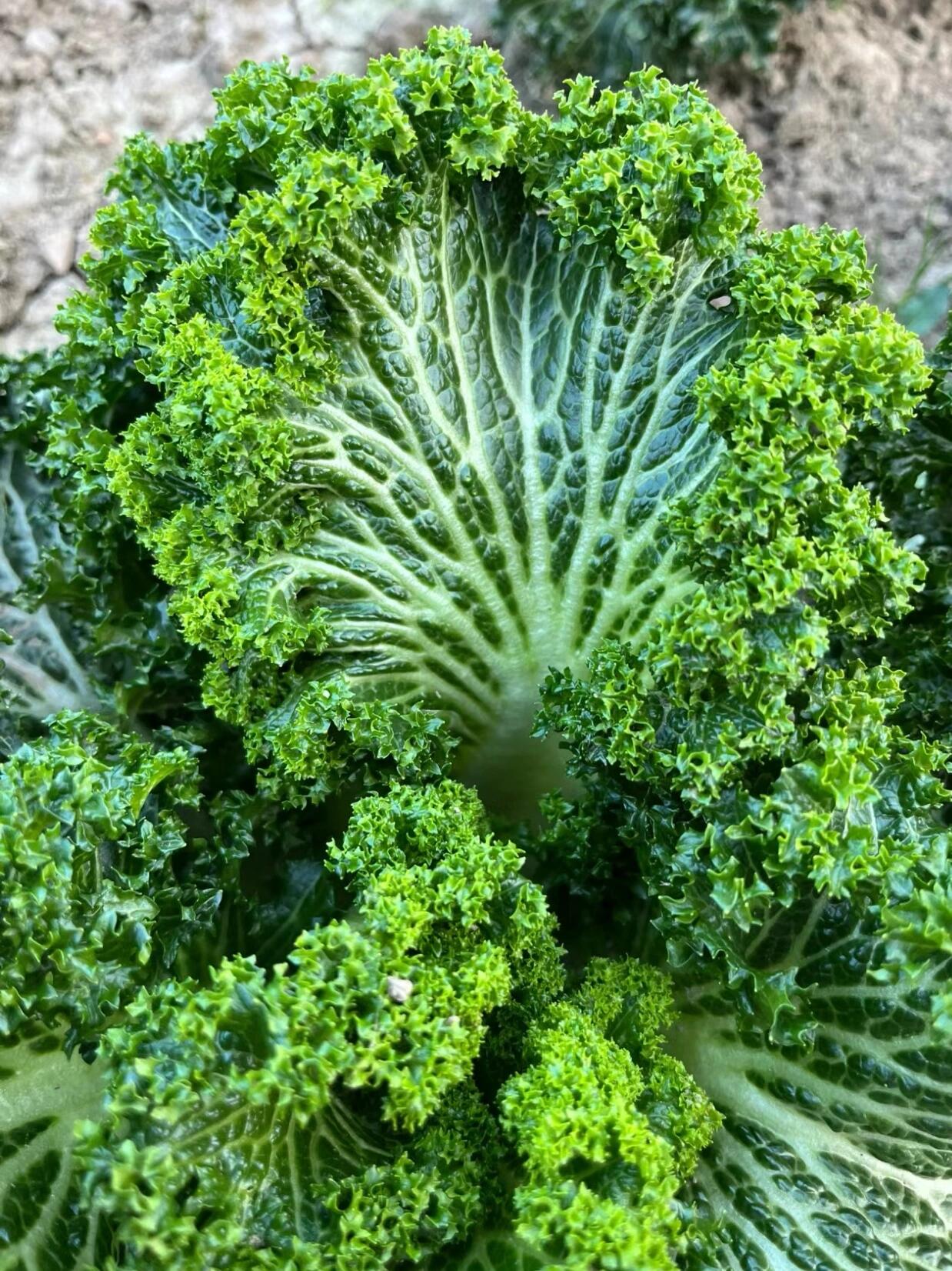 不是皱叶甘蓝,是花叶薹菜,也叫鸡冠菜,学名brassica rapa ssp