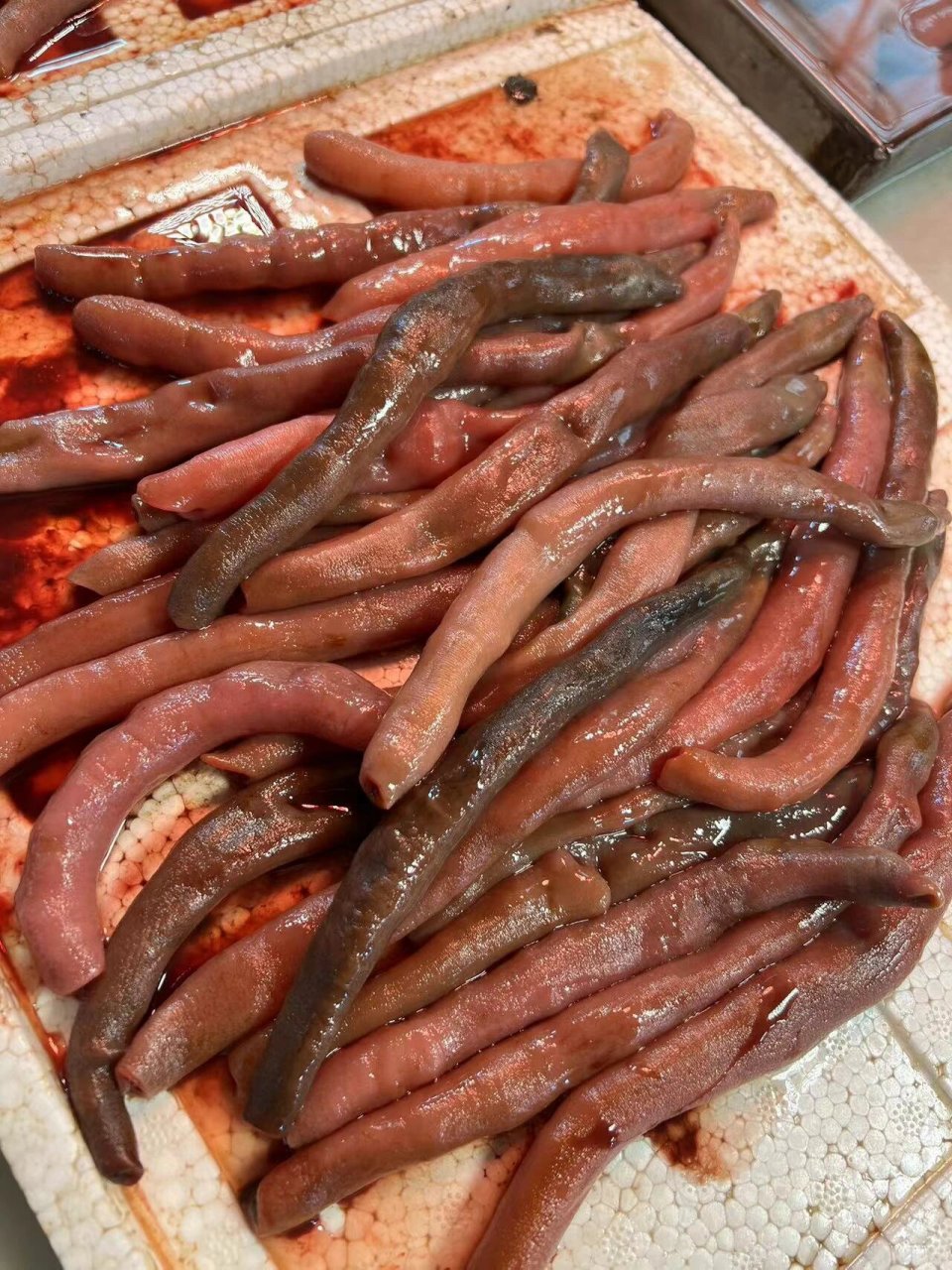 烟台科普之海肠 五一的烟台即将迎来大批游客 海肠作为烟台标志性的