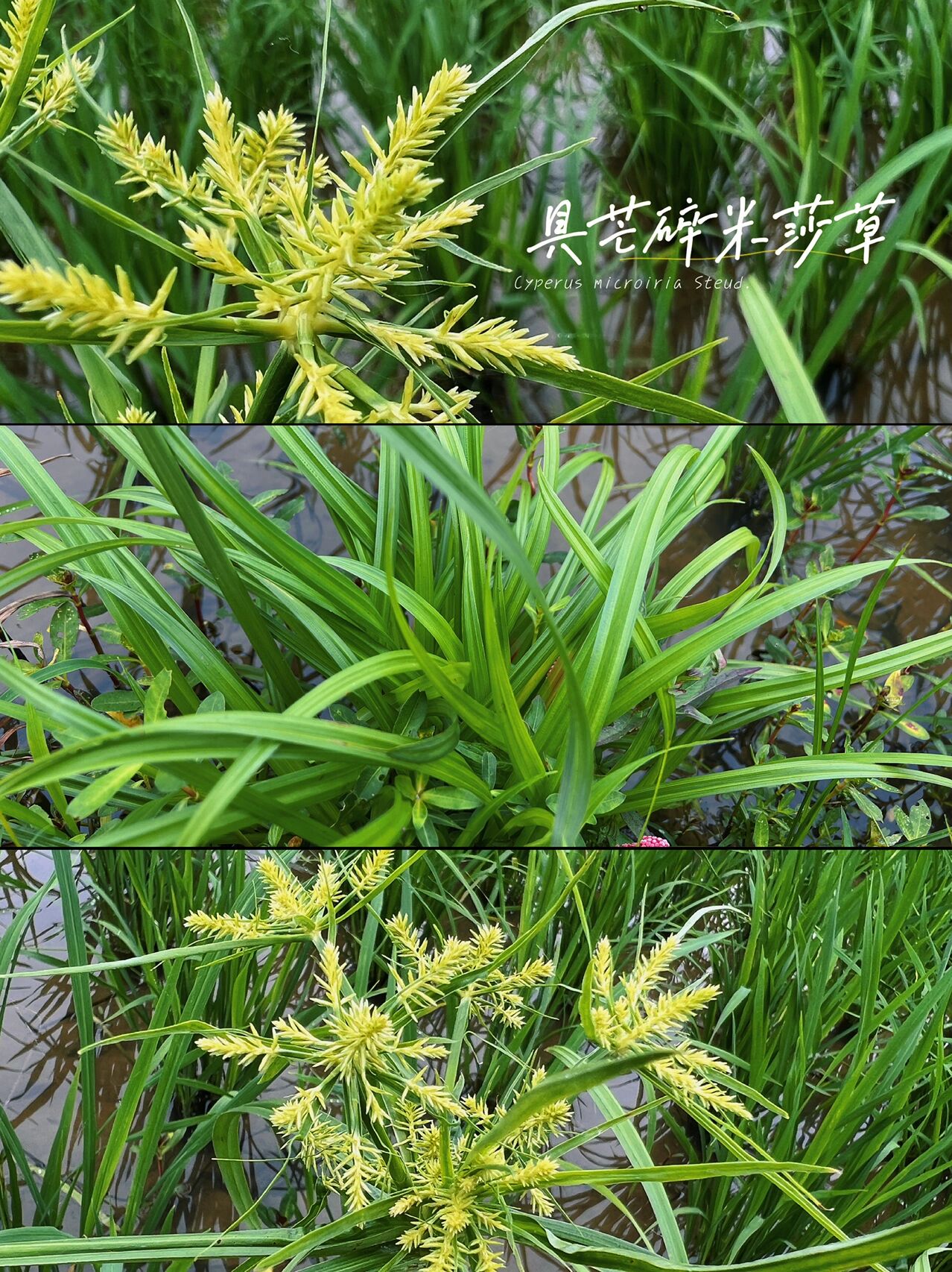 08: 具芒碎米莎草  具芒碎米莎草(cyperus microiria steud.