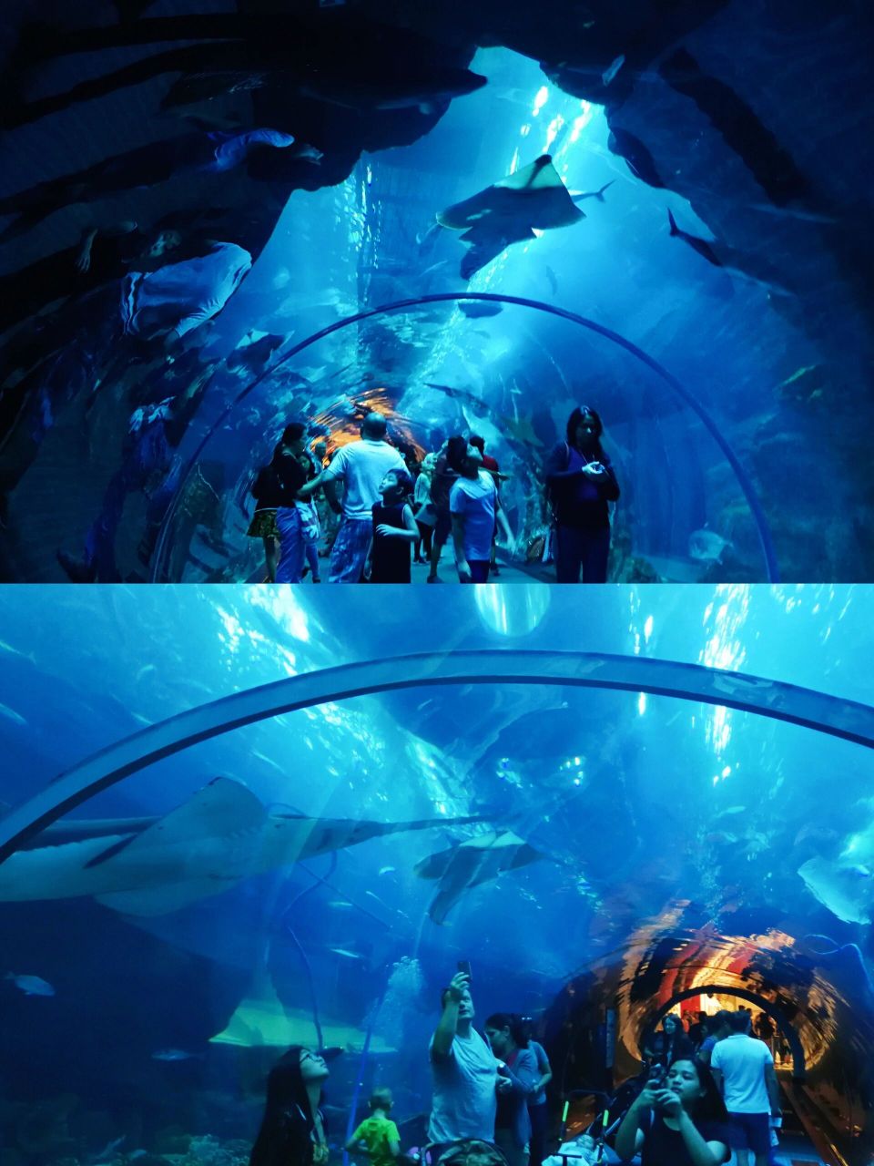 全球最大水族馆,在迪拜中心漫步海底两万里 沉浸在海底两万里的世界