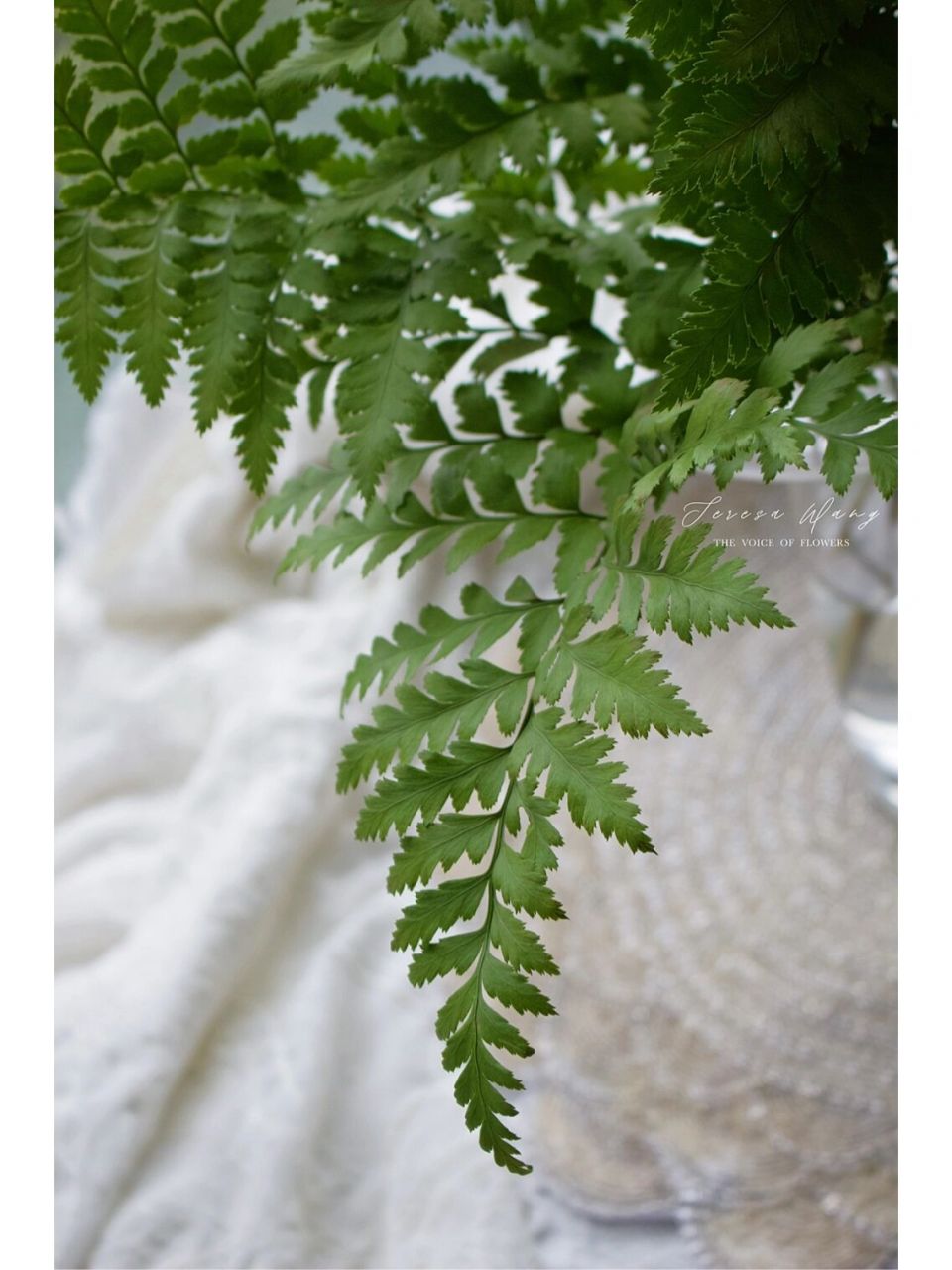 羊齿叶 绿油油的羊齿叶很清新