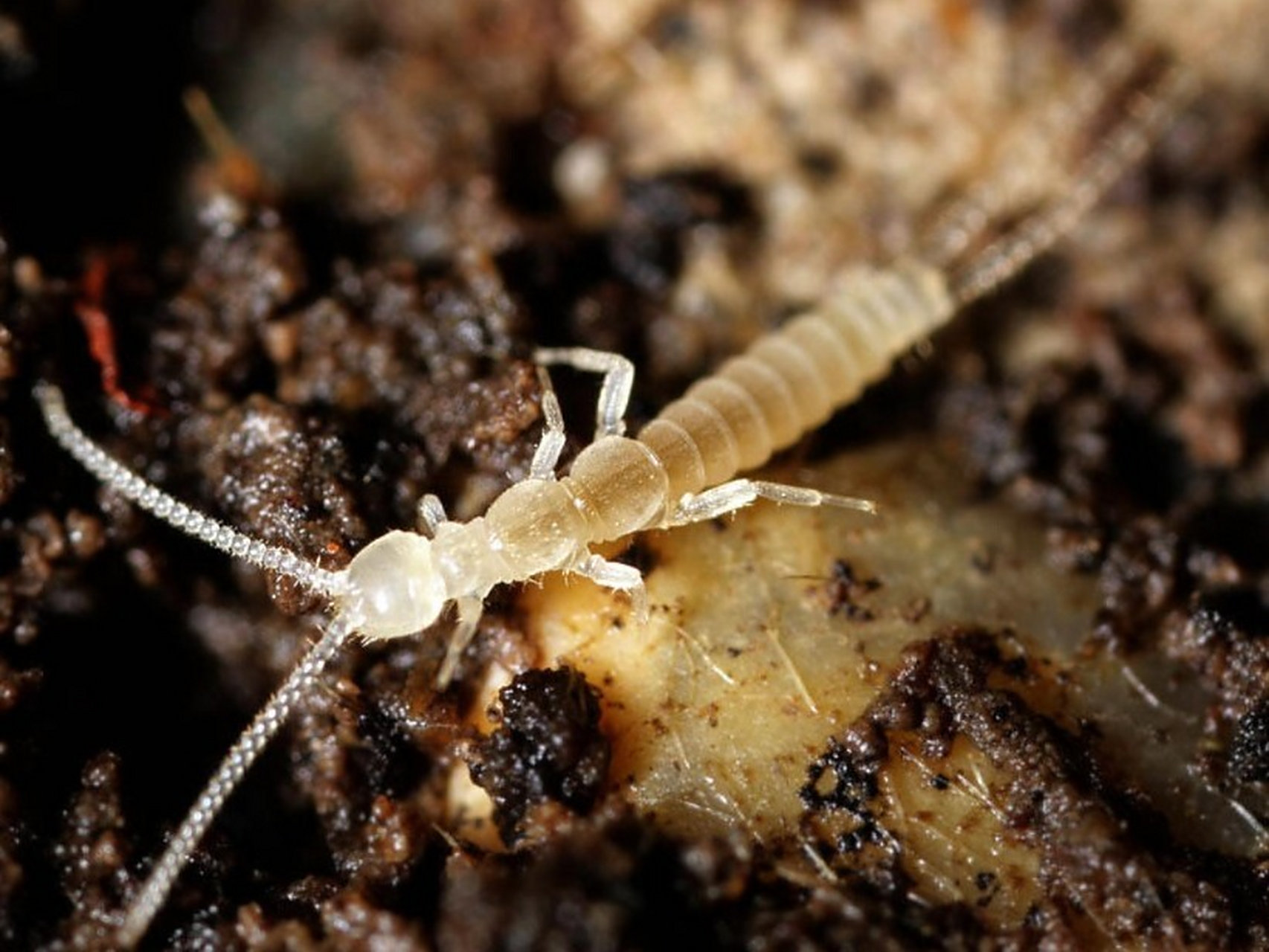 衣鱼虫一般主要是从外界进入家里的,它们可以通过书