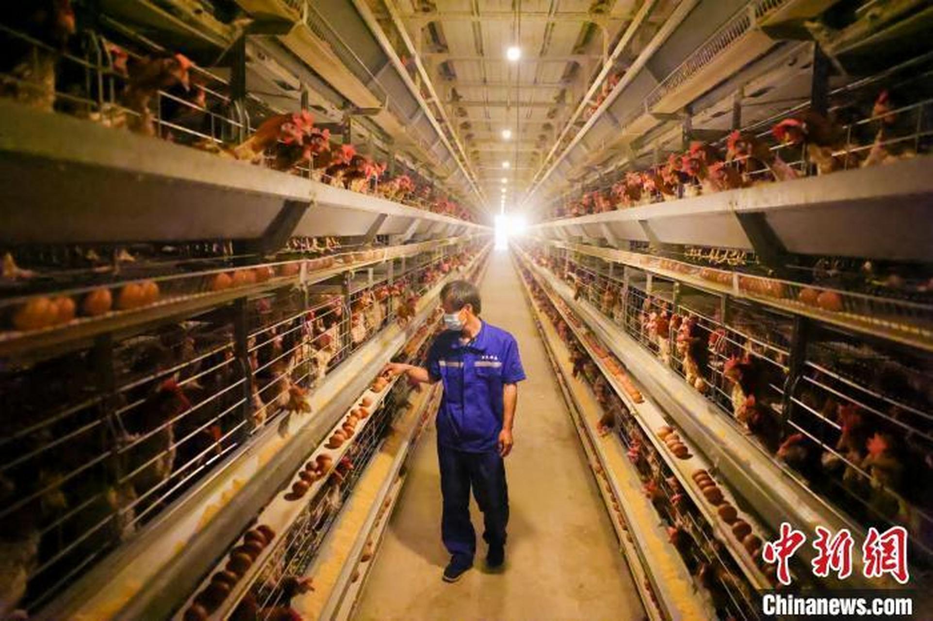 唐山可圈可点# 【迁西智能化养殖:8万只鸡配备1名"鸡司令" 全程自动