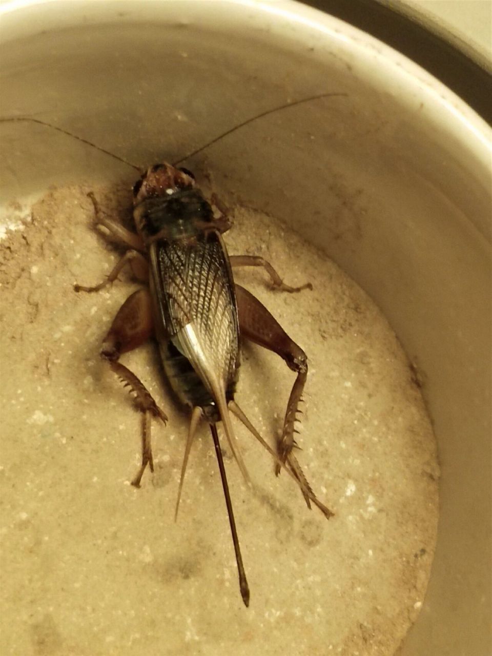 花头母油葫芦 几条漂亮的花头母油葫芦,今年份起来