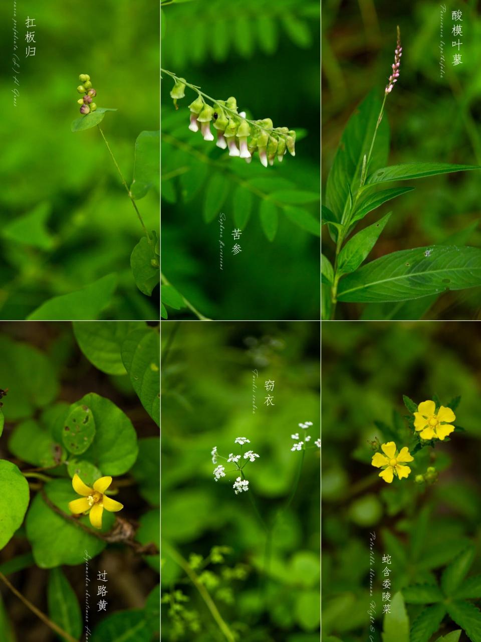 在山中散步|夏天的野花 乱花渐欲迷人眼, 浅草才能没马蹄.