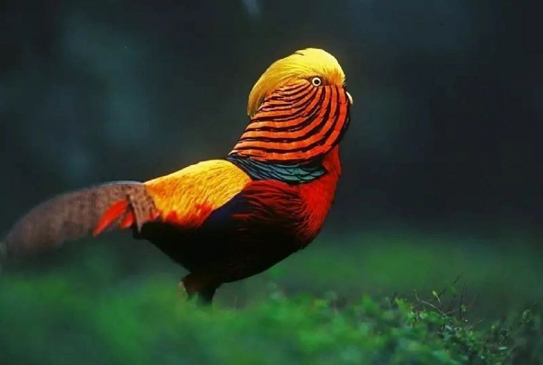 每日科普小课堂|是鸡还是鸟:红腹锦鸡 红腹锦鸡(学名:chrysolophus