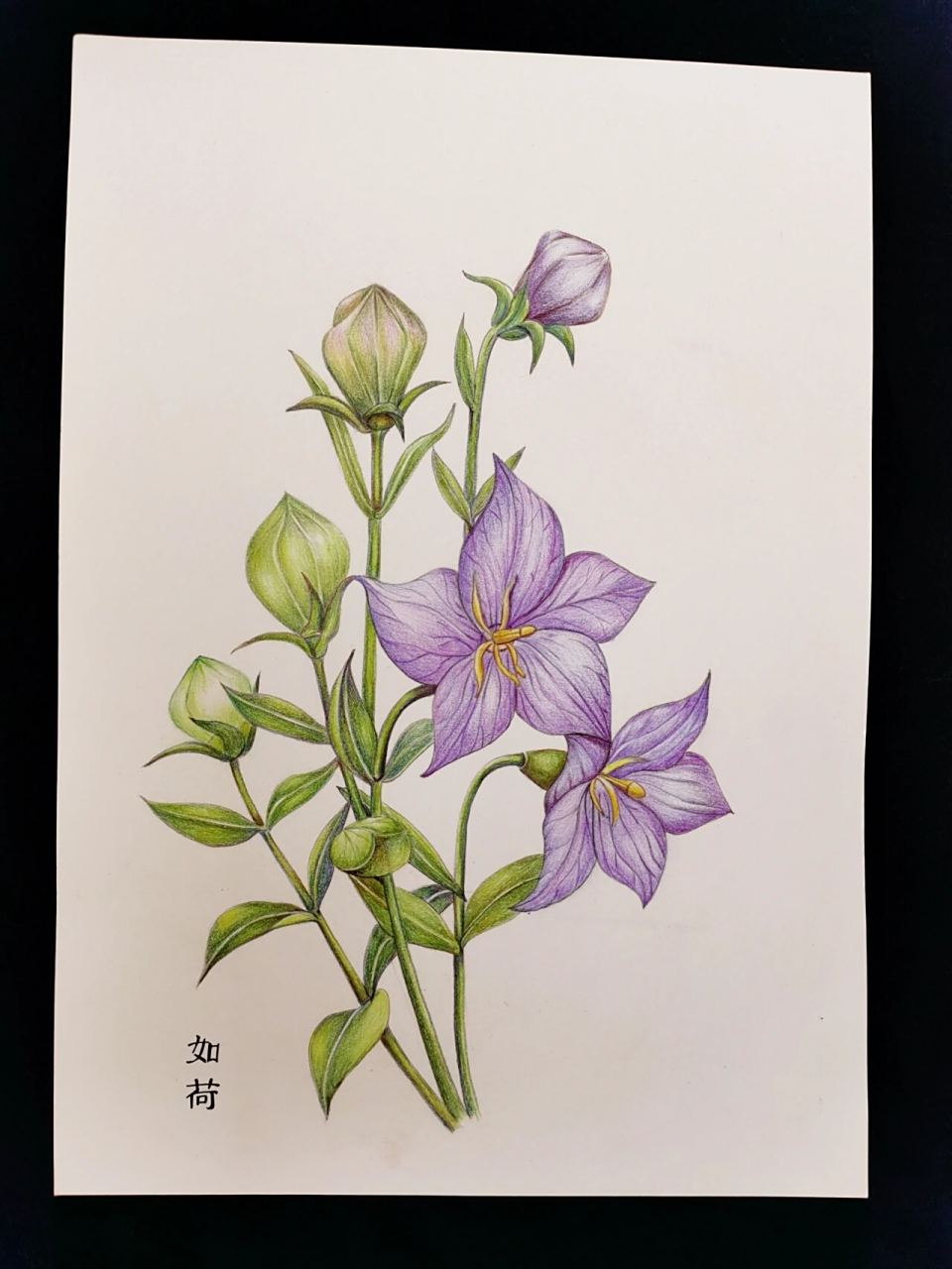 手绘:桔梗花 桔梗(platycodon grandiflorus),又名铃铛花,包袱花,为