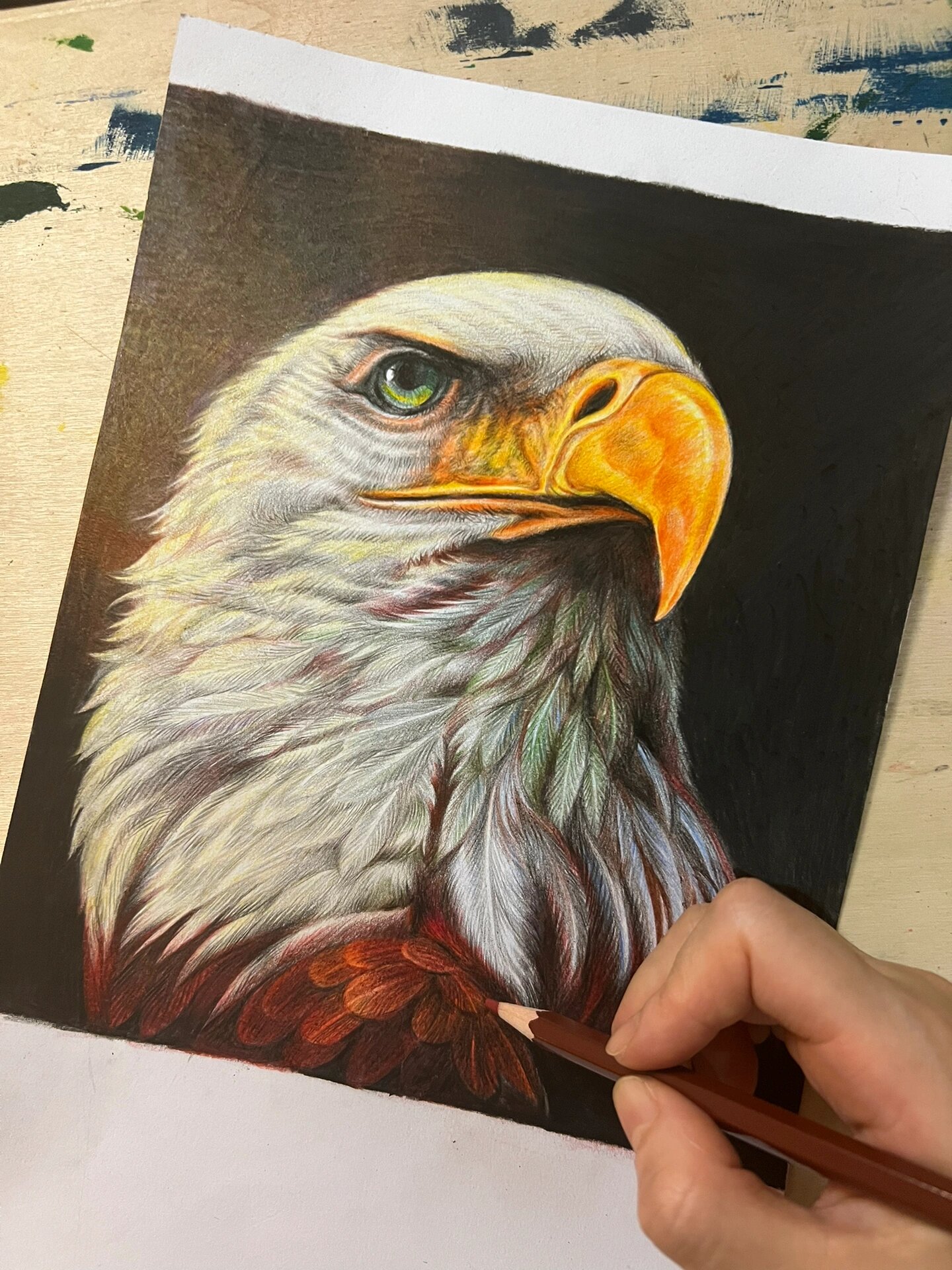 彩铅——鹰 断断续续画了将近一个月,其实碎片时间毛估估加起来也就10