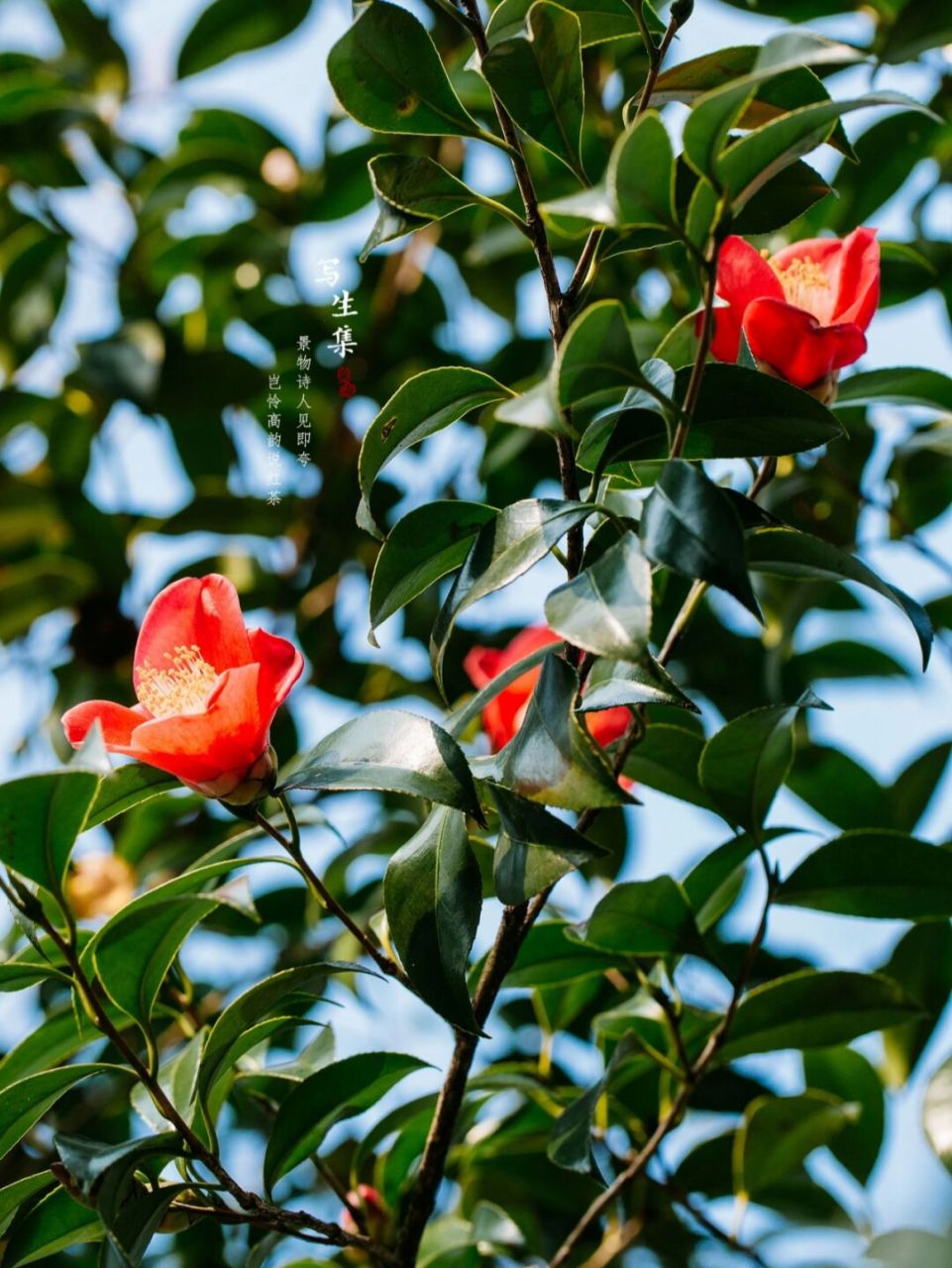 浙江红山茶|三月|春天摄影 景物诗人见即夸, 岂怜高韵说红茶.