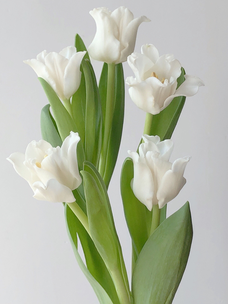 国产郁金香 美人鱼 这品质简直绝了 手艺人最爱白色 花材