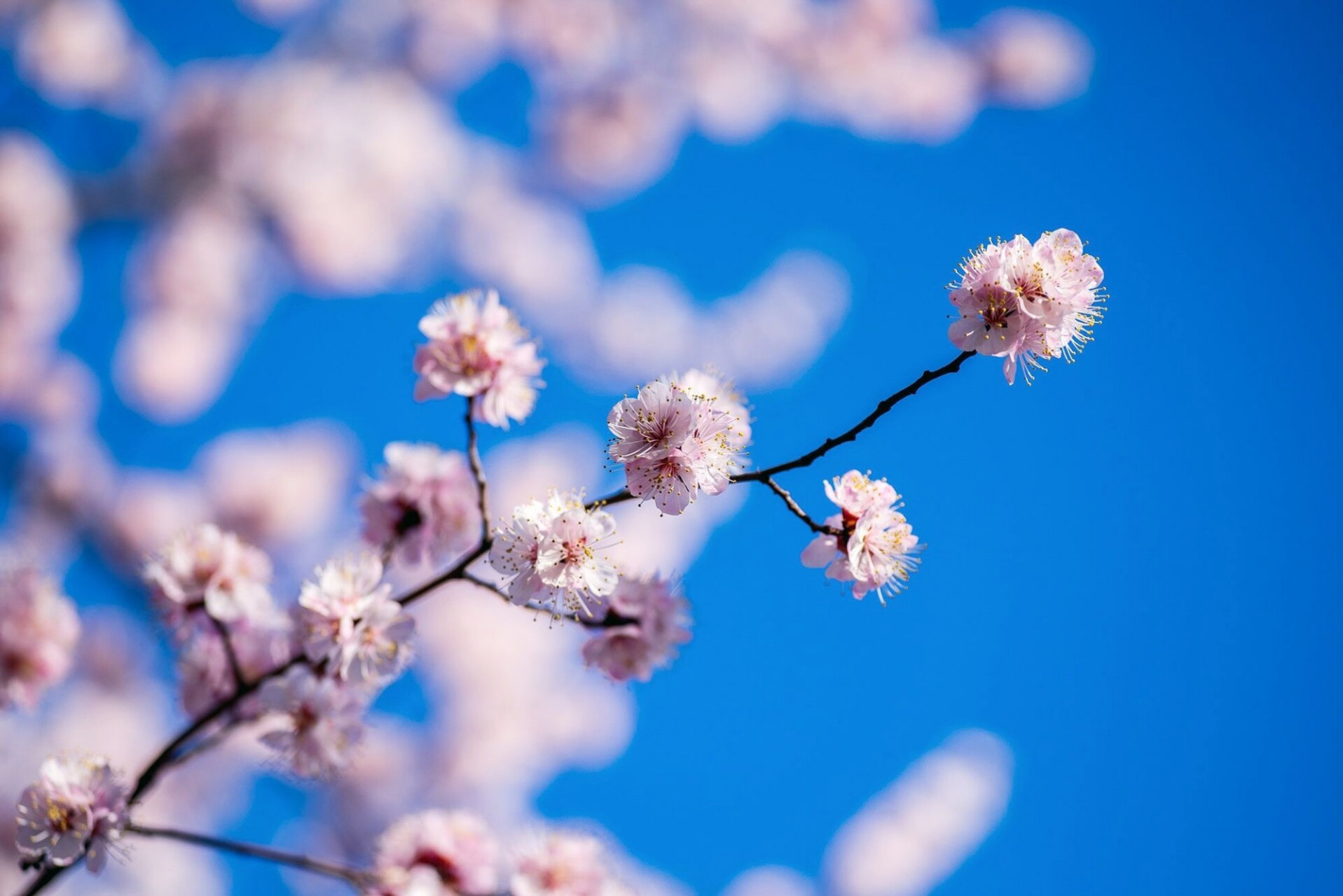 伊犁的杏花图图片