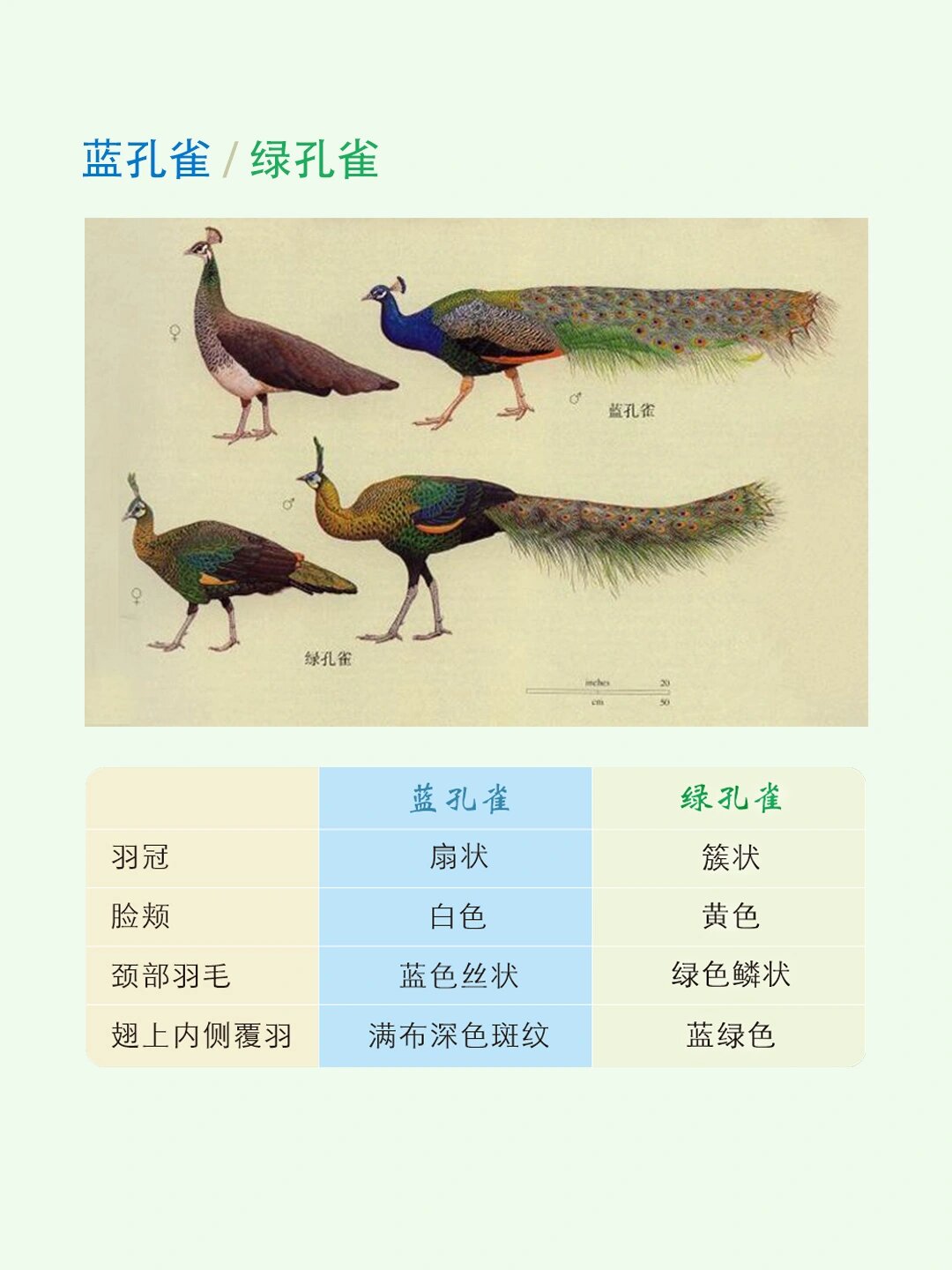 全球极度濒危物种|比94还珍稀的08 绿孔雀,蓝孔雀都是孔雀(附区分