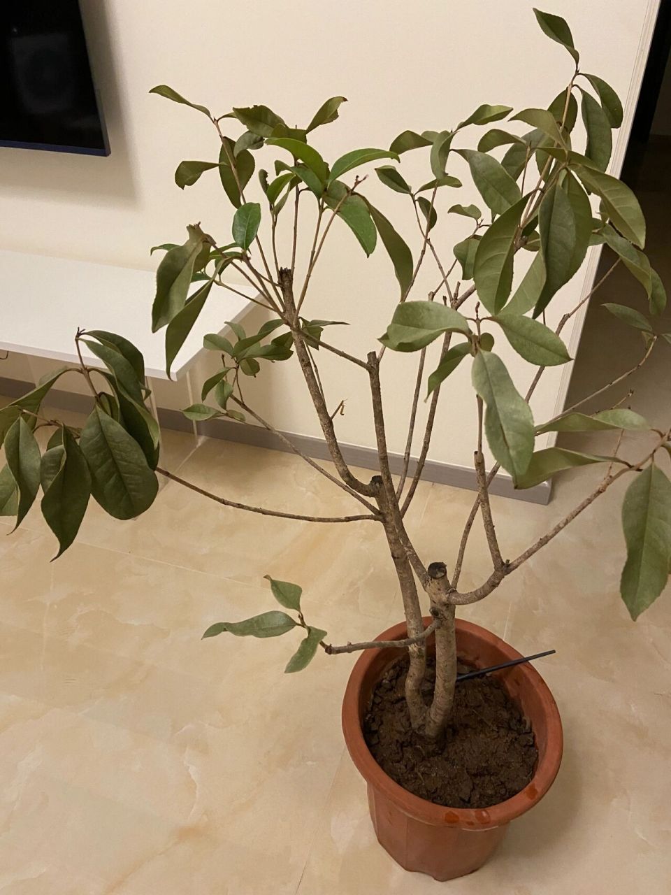 桂花叶子卷曲变脆 之前高温掉过一段时间叶子,后面缓过来了,上周没