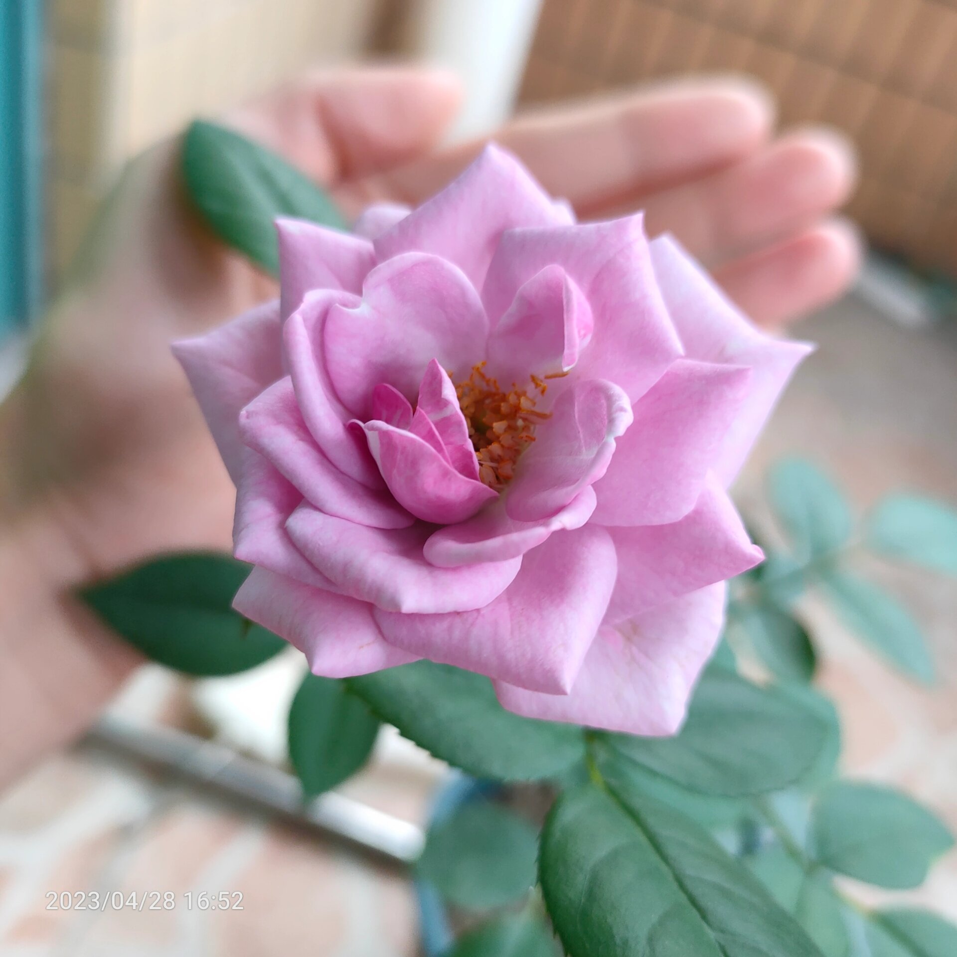 月季紫精灵花 买的是图一,开的是图二,卖家说小苗初开花不标准是正常