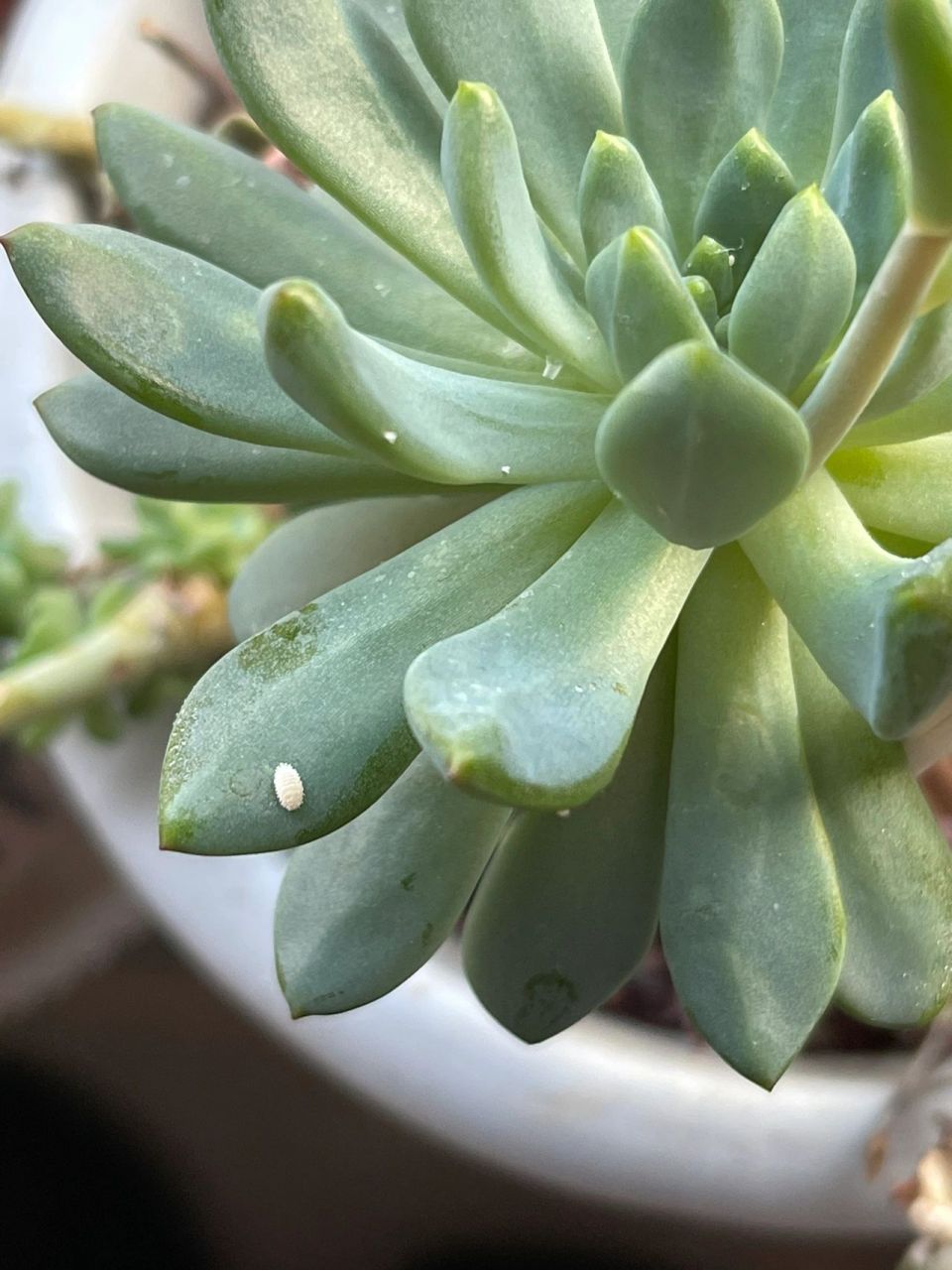 养的多肉 姐妹们 养的多肉,叶子上出现了白色的像小虫子一样的东西,是