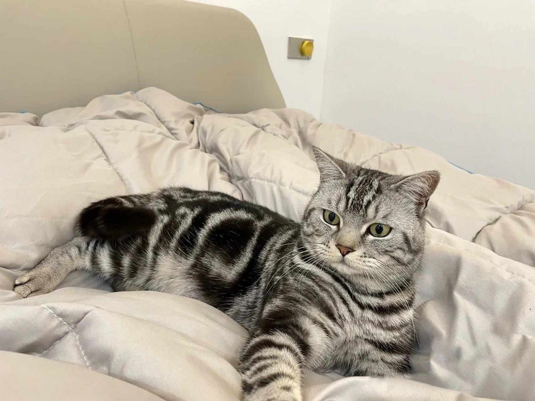 大家的美短虎斑都是多少钱买的呀 最近想养猫猫,但是不知道价格大概