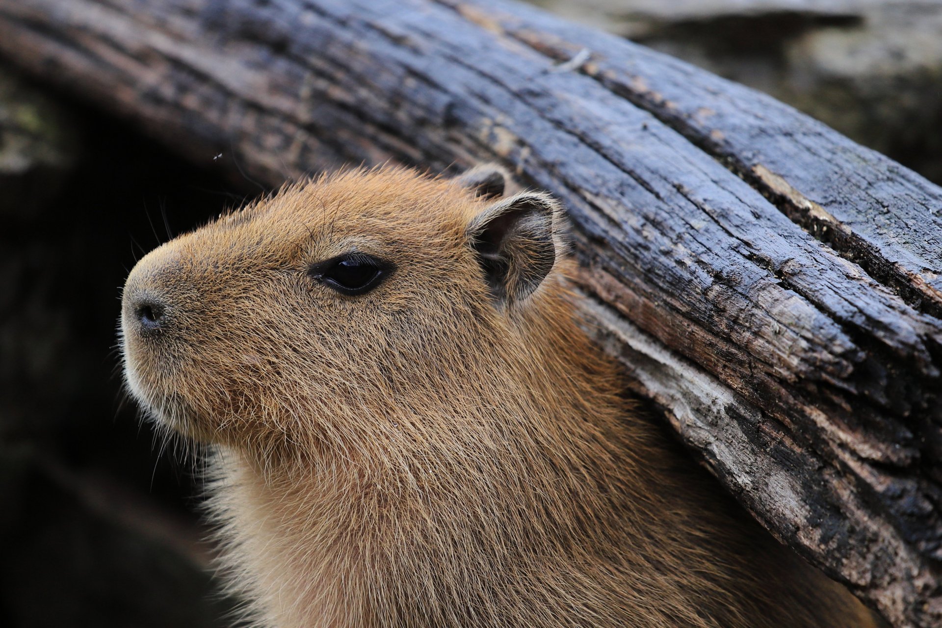 可可爱爱水豚宝宝