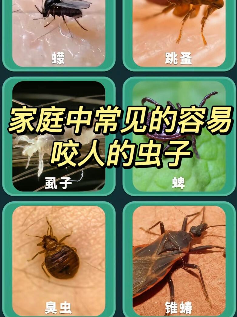 科普|家中除了蚊子外还有哪些咬人的虫子 盘点一下家庭中常见的这几种