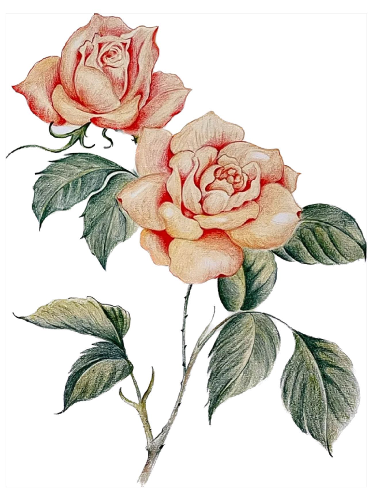 彩铅画#月季花#附详细步骤图 色号