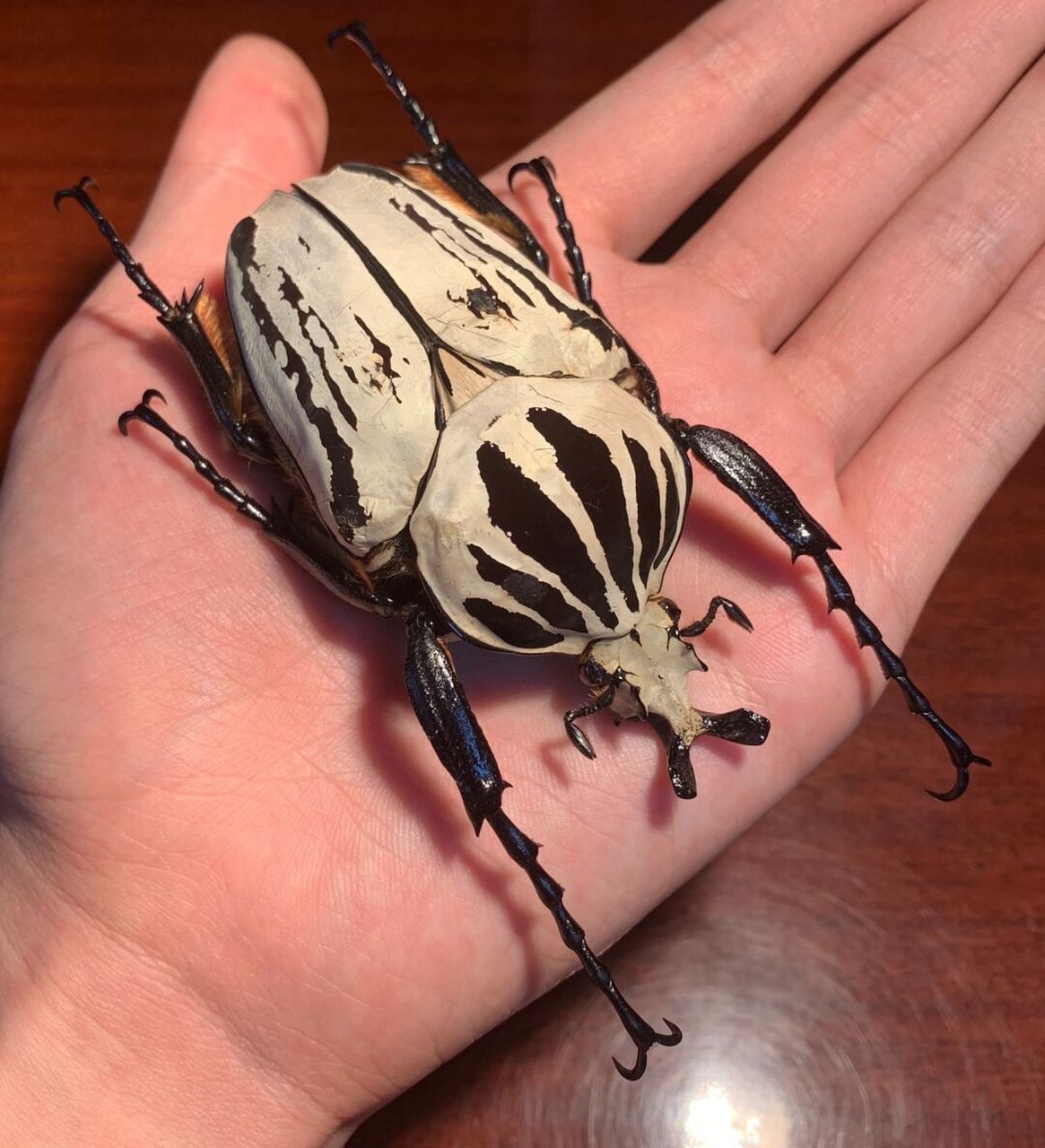 标本分享～ 大王花金龟gop亚种～ 人工饲养个体,原产地在非洲坦桑尼亚