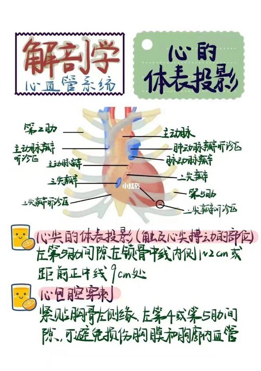 心脏体表投影位置图片图片