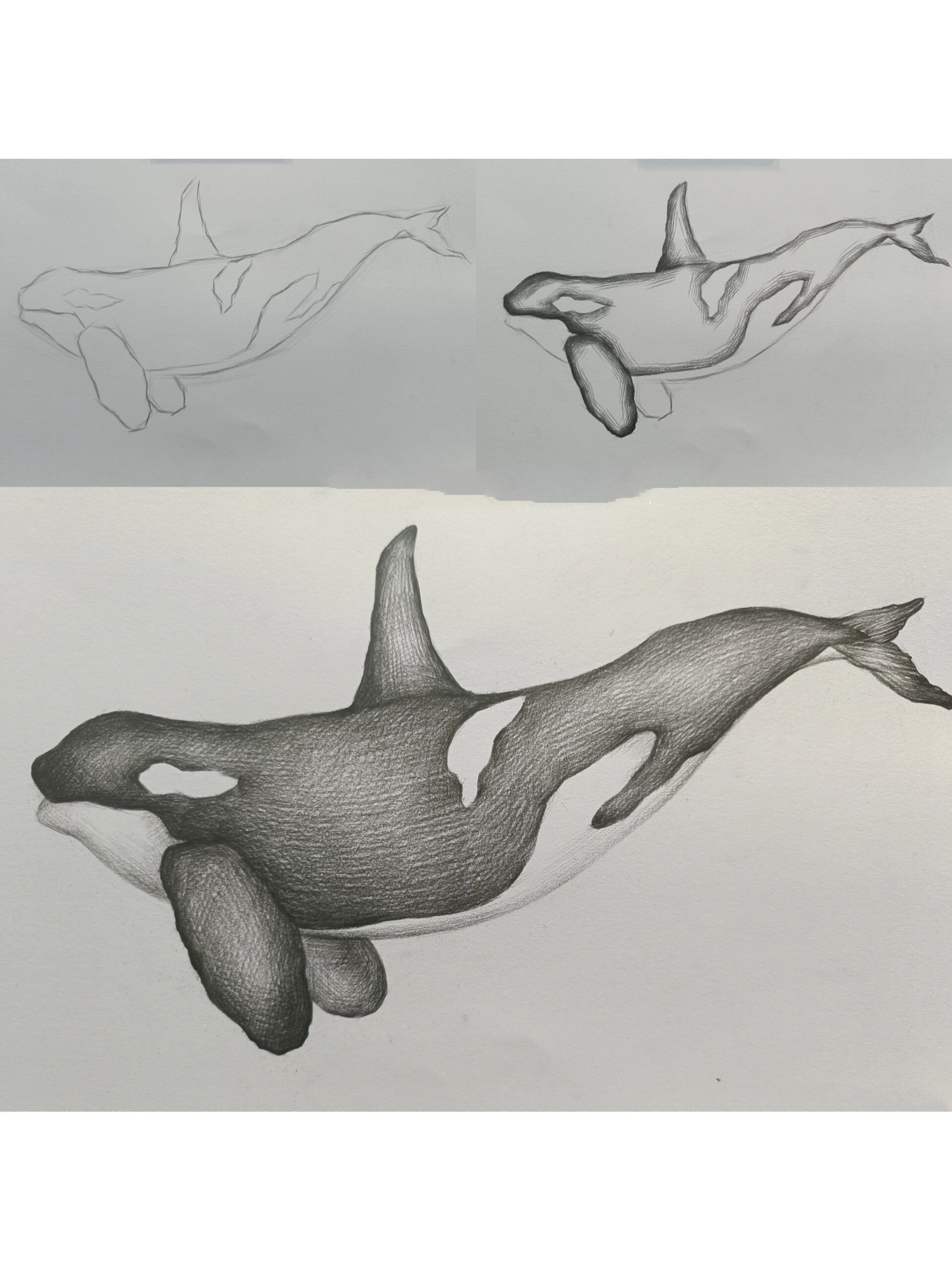 零基础绘画教学素描动物篇(鲸鱼)附过程图