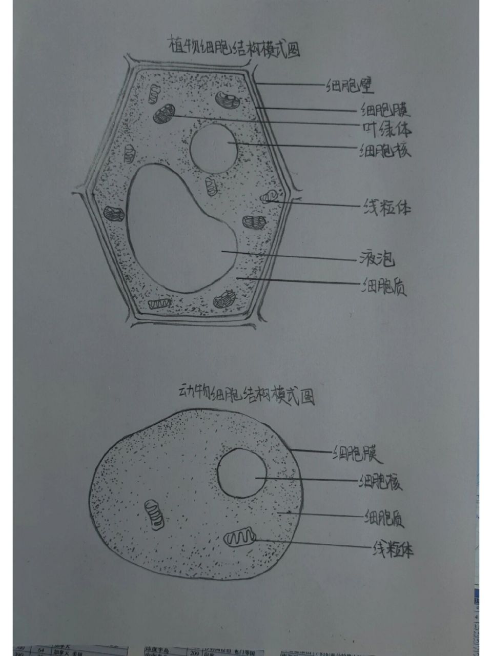 植物细胞结构图 大宝贝的生物作业