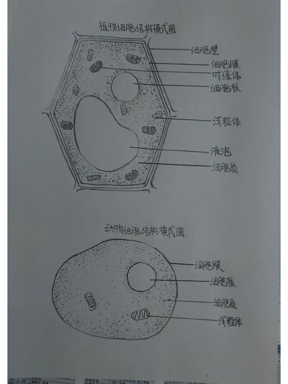 植物细胞结构图 大宝贝的生物作业