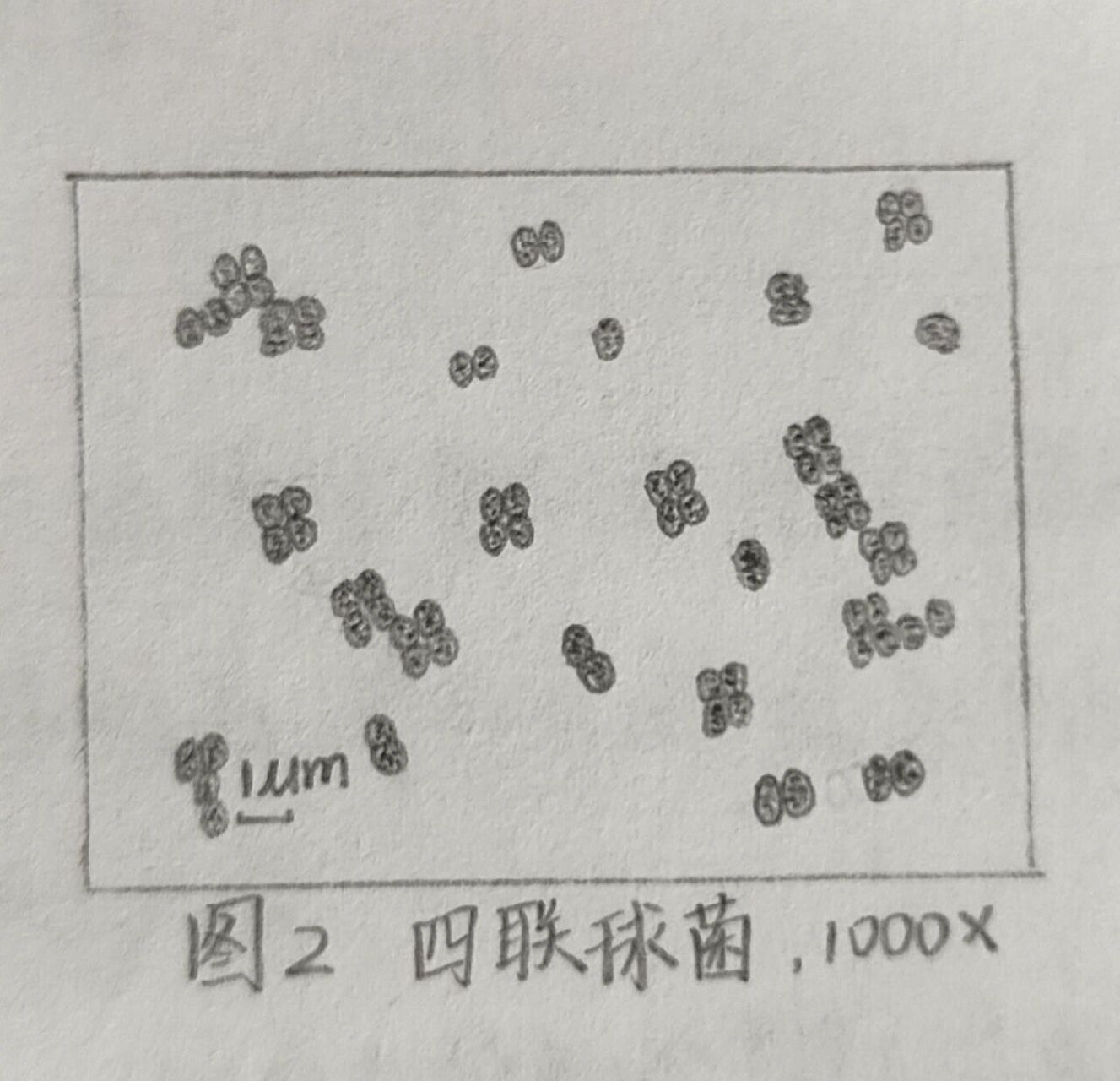 微生物手绘图——细菌的革兰氏染色 这是细菌的革兰氏染色实验报告