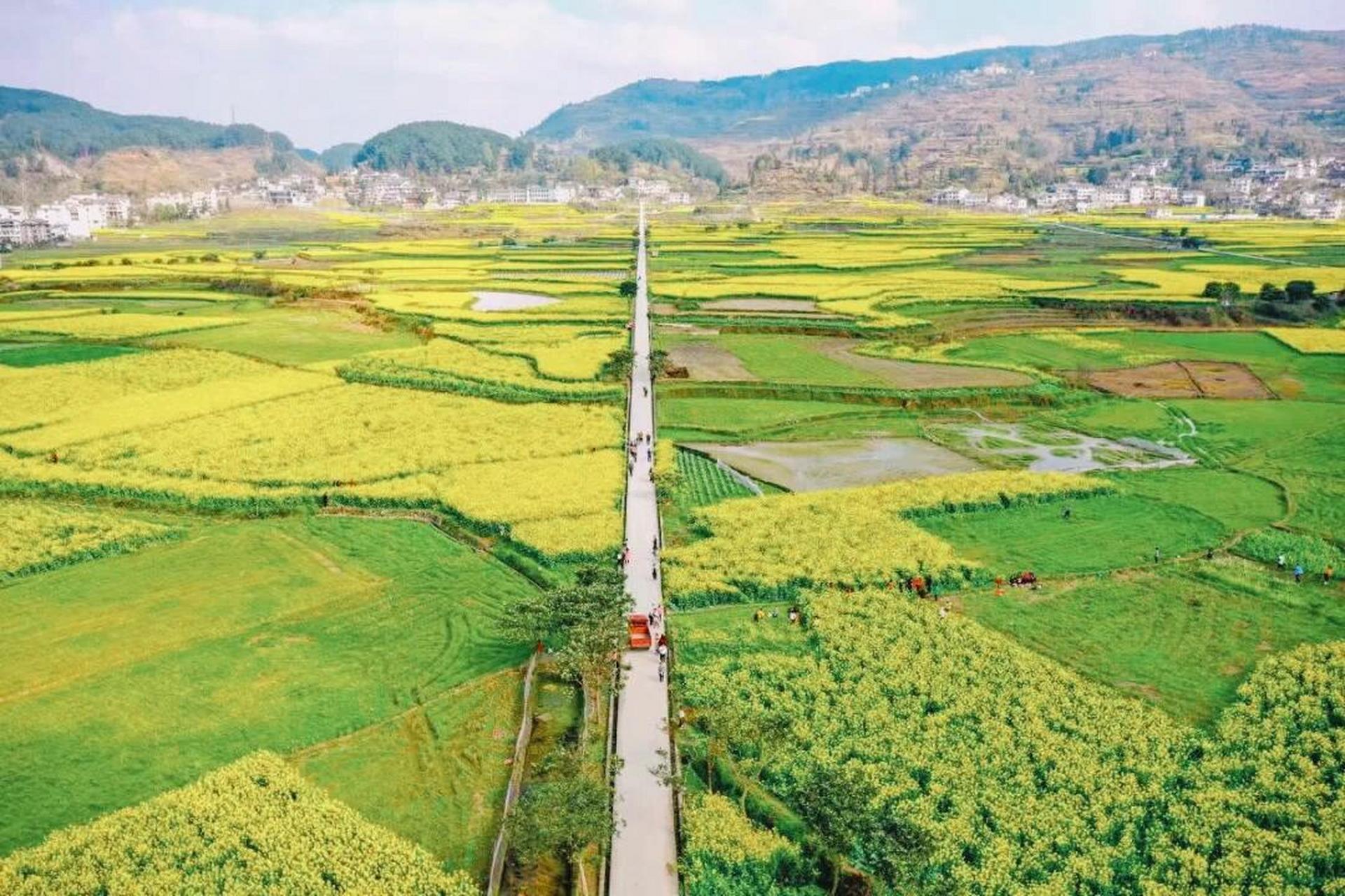 贵阳市周边油菜花景点图片