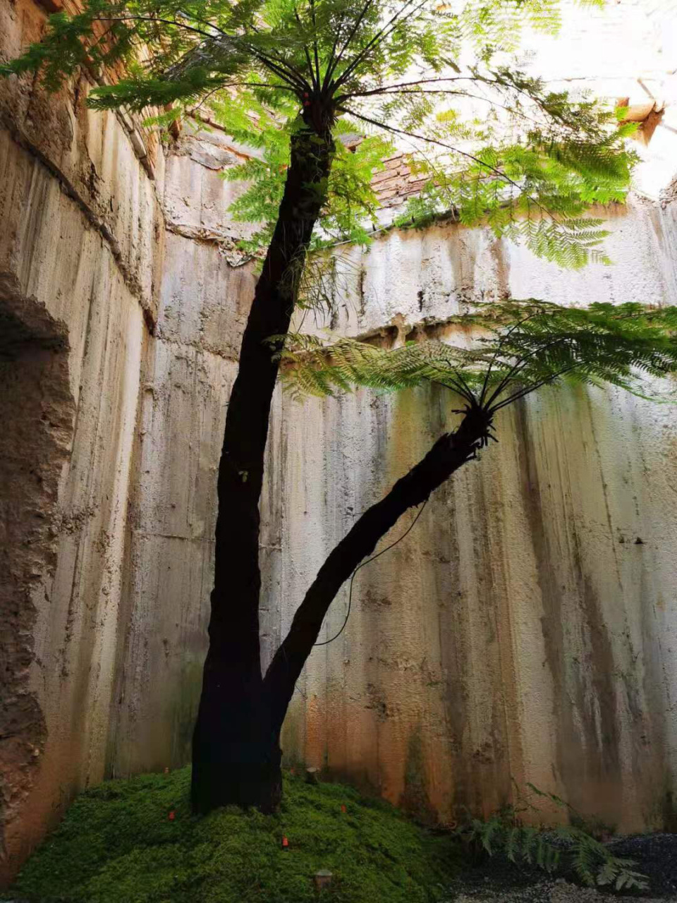 空间植物|桫椤树 它是白垩纪时期遗留下来的珍贵树种,是现今仅存的