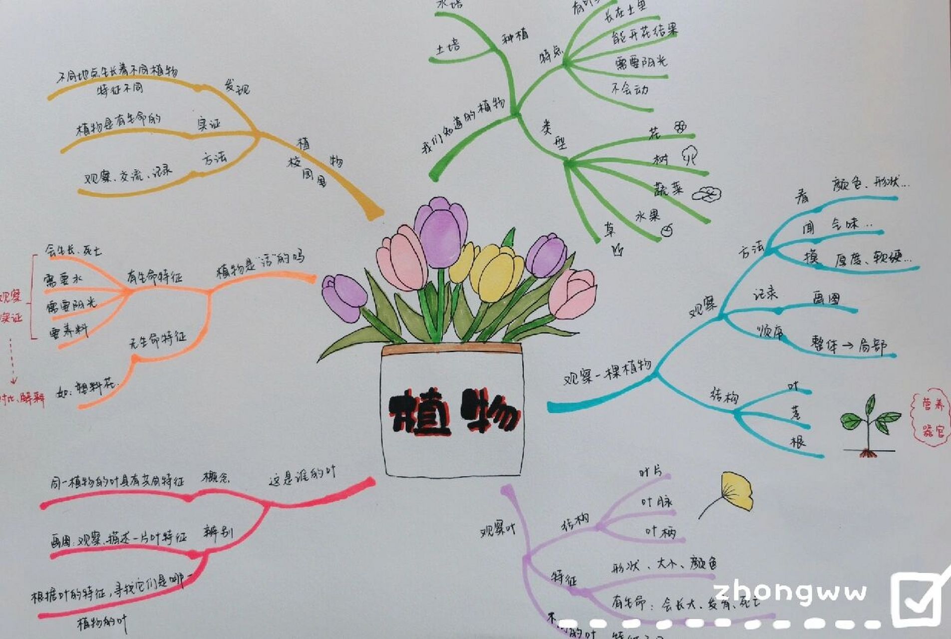 教科版科学一年级上册 第一单元《植物》思维导图