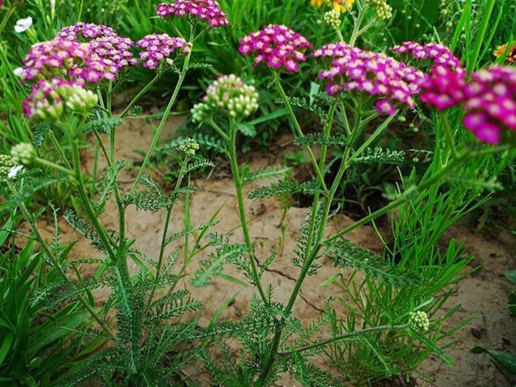 每日一花|蓍草 蓍草:菊科,蓍属植物多年生草本,全草供药用.