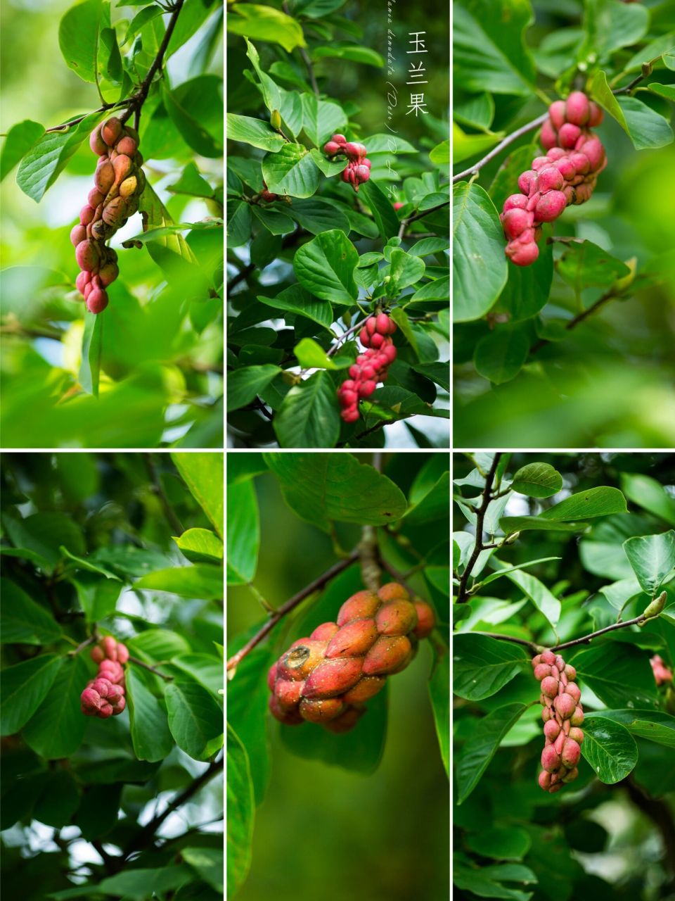 【写生百科】 玉兰果实是一种具有红色外皮和黑色内皮的