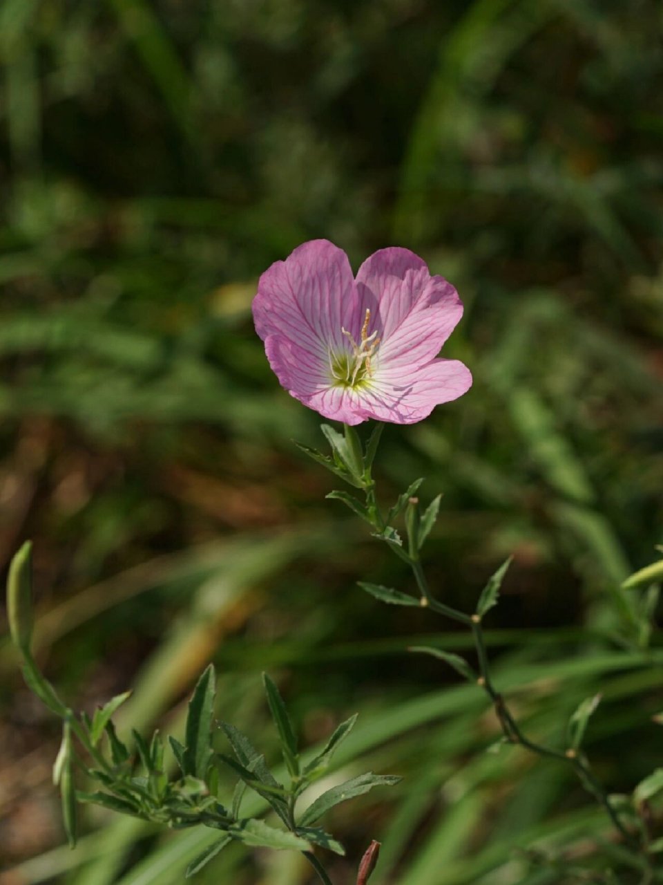 身边的植物10 - 美丽月见草 美丽月见草 oenothera speciosa 桃金娘目