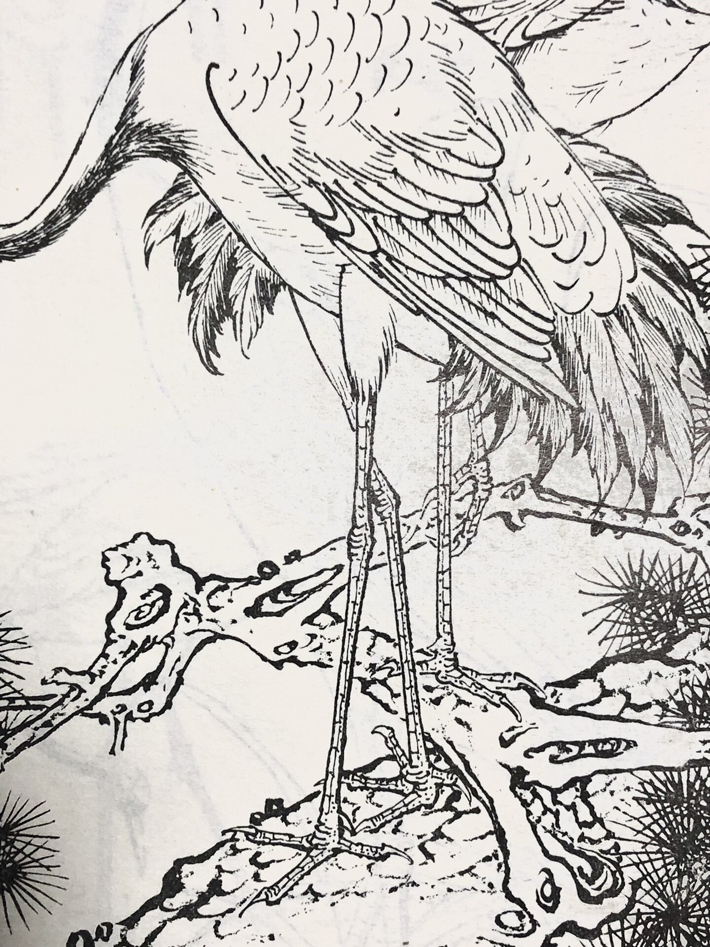 鸟谱 白鹤 国画花鸟白描线稿临摹