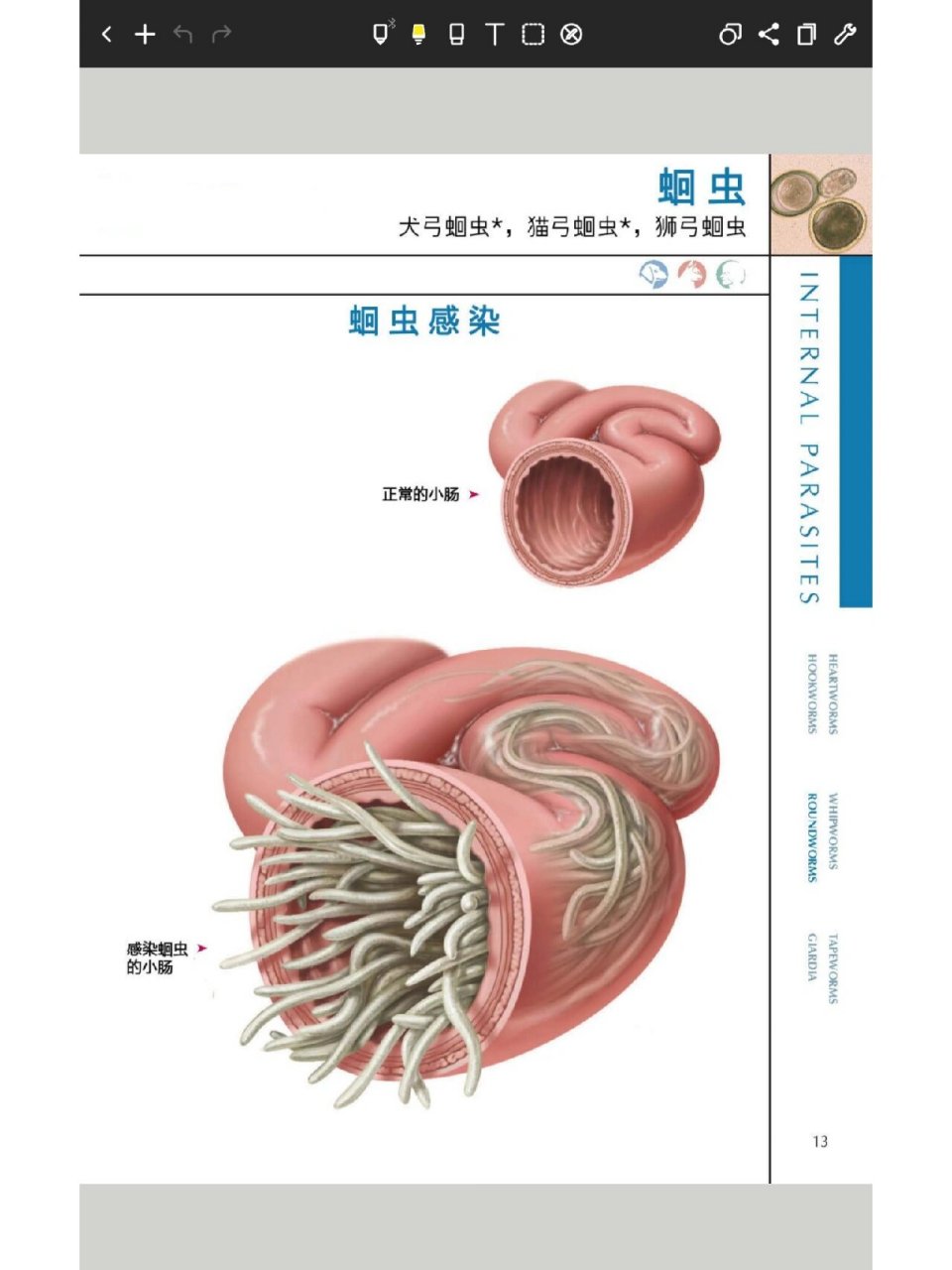 体外寄生虫(鞭虫,蛔虫,绦虫,鞭毛虫) 78鞭虫 感染途径:被感染的犬