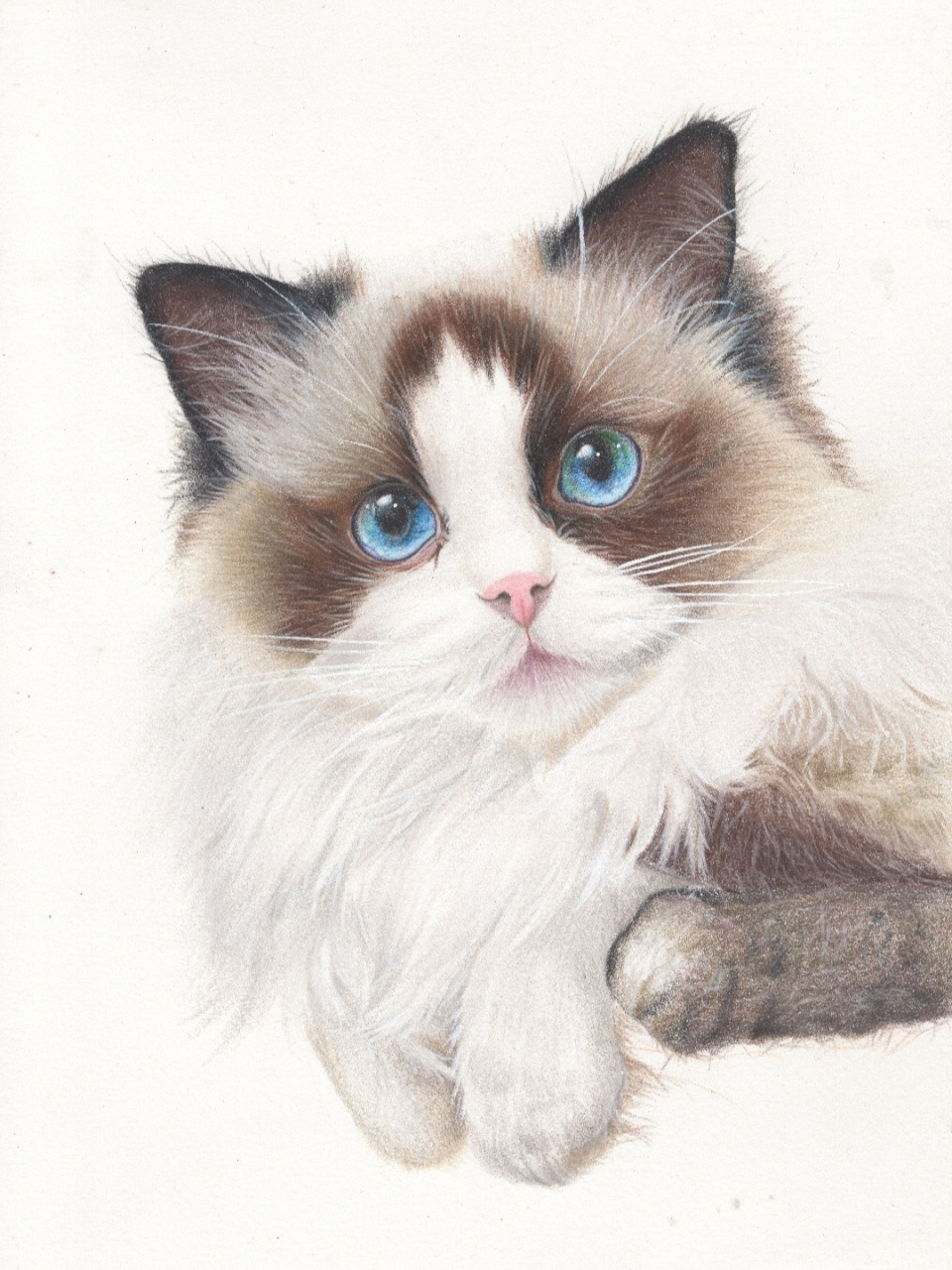 《布偶猫》-彩铅作品(含步骤) 尺寸:16k 彩铅:三福霹雳马 纸张:获多福