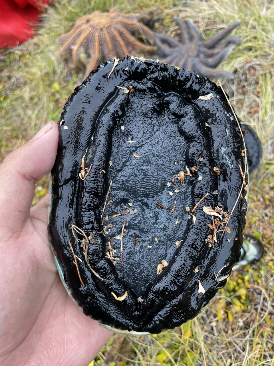 新西兰抓黑金鲍啦 昨天下午去抓鲍鱼,浪太大了不好抓,近岸边也有很多