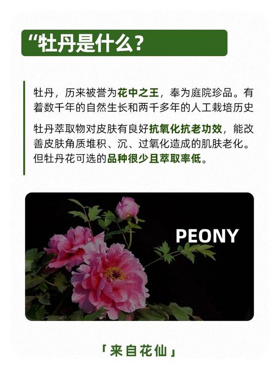 花大臣牡丹简介图片