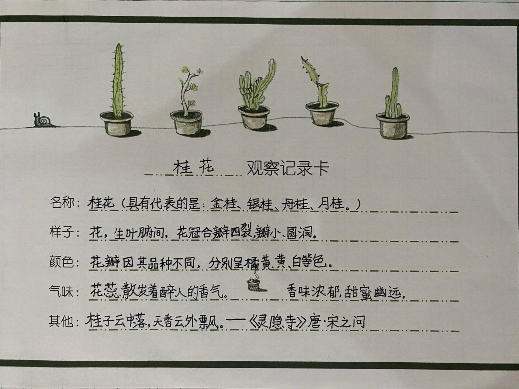 小学生课后作业-熙怡《桂花记录观察卡》