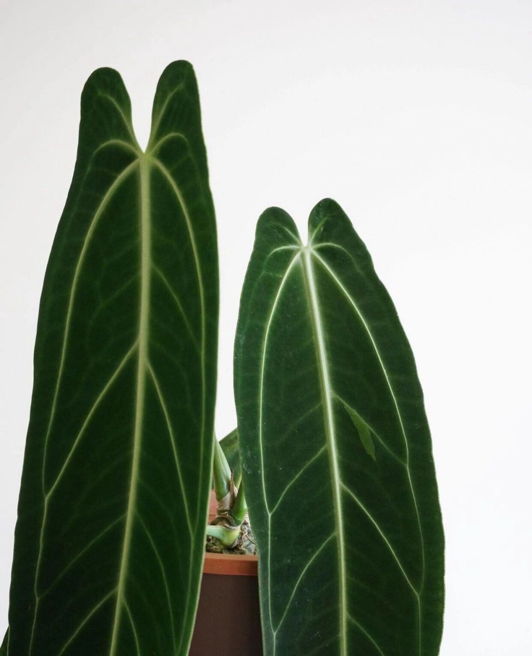 火鹤后花烛/皇后花烛 【一.