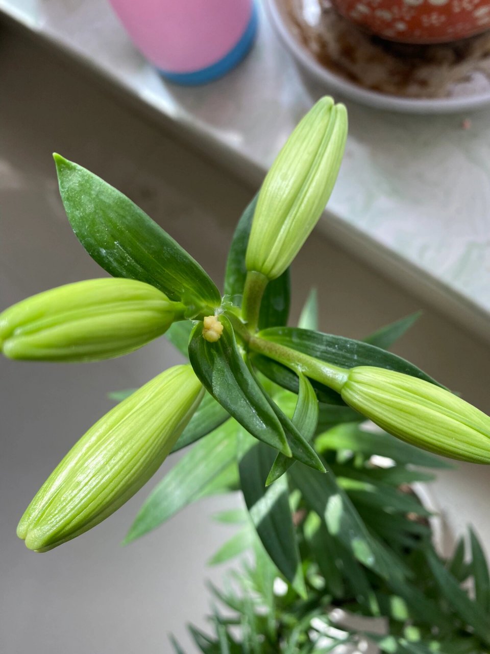 百合花花骨朵图片图片