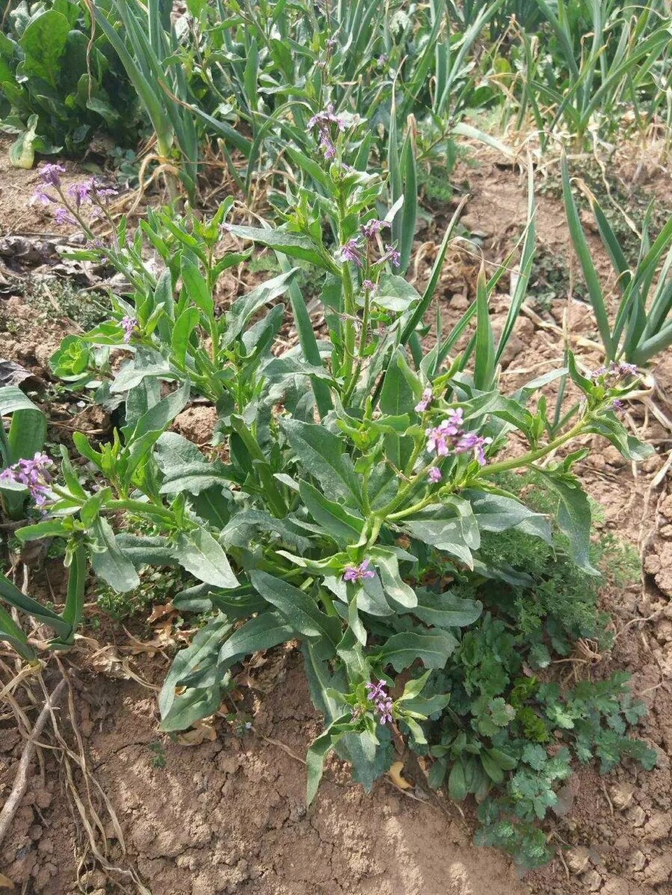 图萝卜丁野菜图片