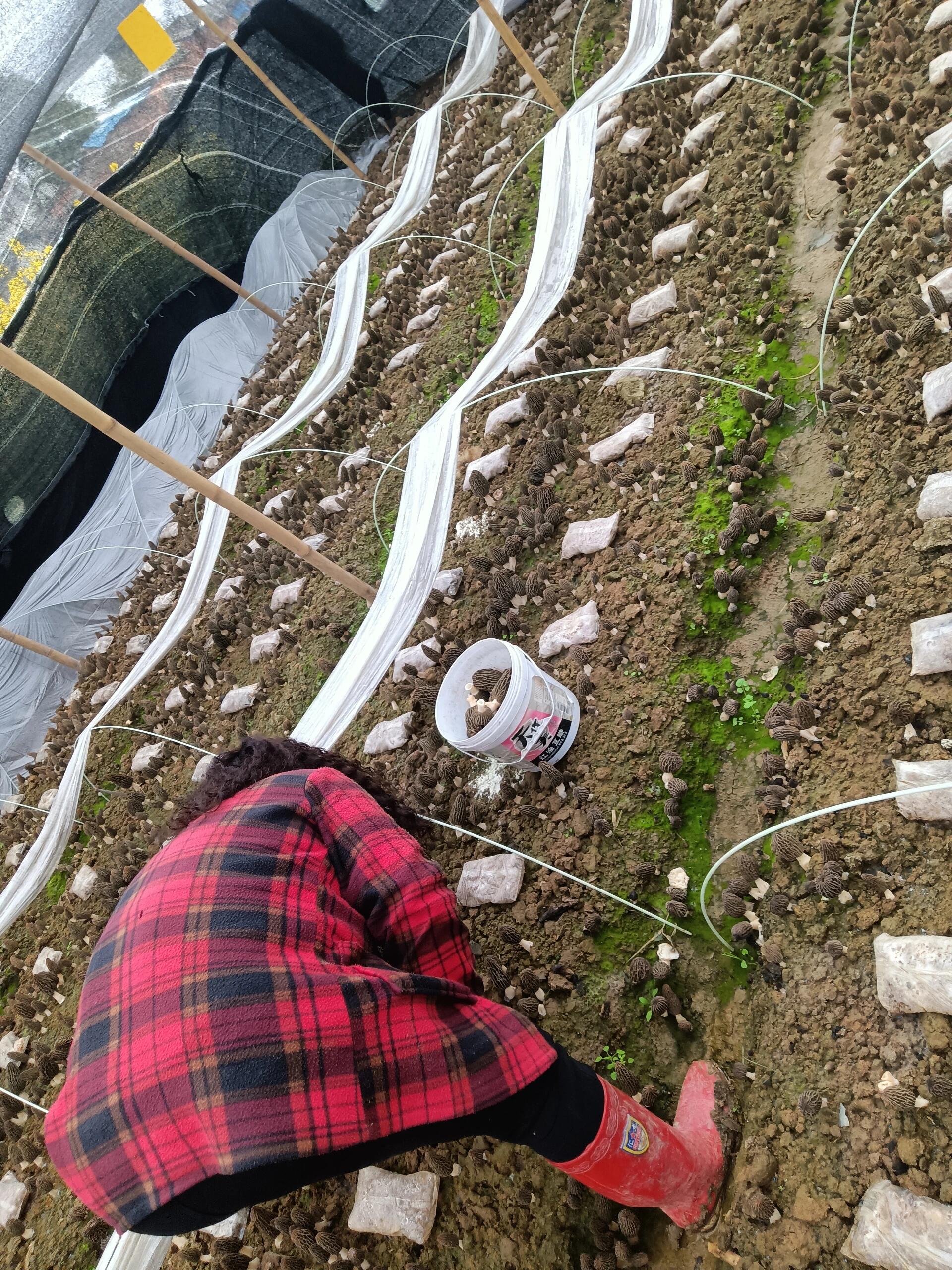 爸爸今年种了点羊肚菌,自己在家卖才400一斤,因种的量少,有收购商还想