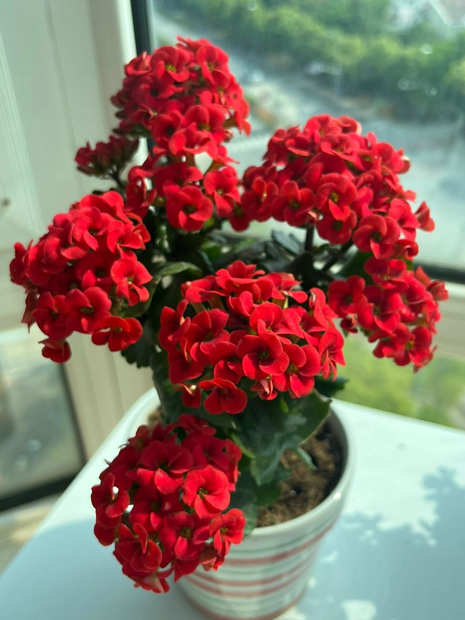 长寿花～和平(单瓣)