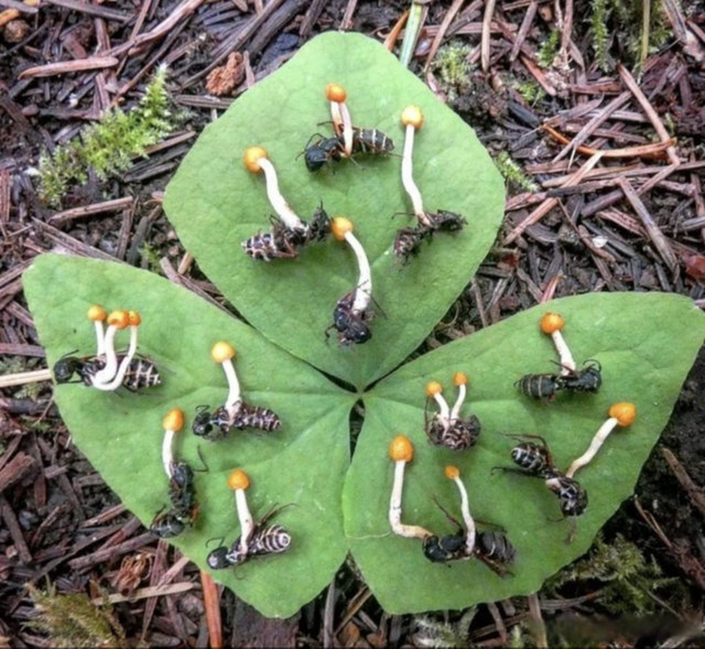 "僵尸蚂蚁真菌"控制了蚂蚁的大脑,使其在死亡之前爬上树枝并粘在叶子