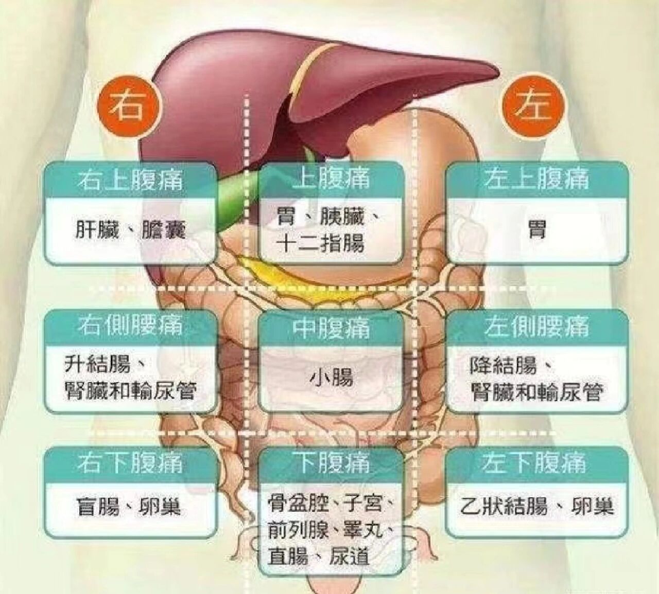 九宫格对应五脏六腑图图片