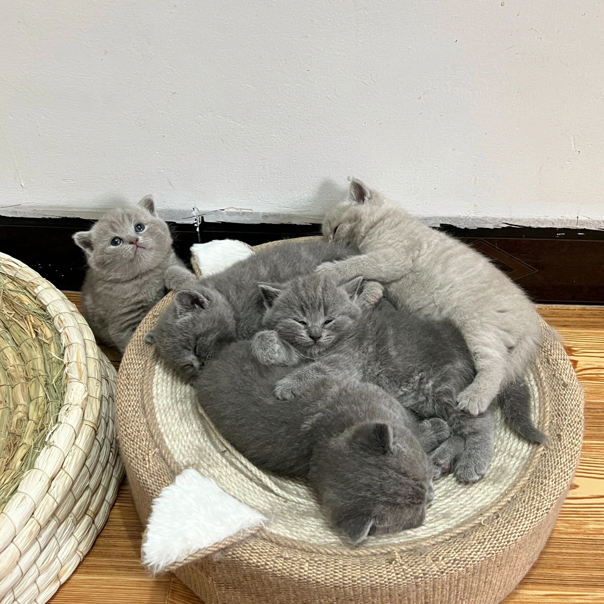 海口小猫咪 英短蓝猫 丁香色香槟色幼猫 2.14日情人节出生的小猫咪.